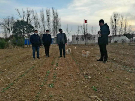 两手抓两不误，决战疫情防控，确保卫红花增产