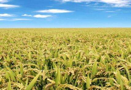 王彦彬 - 农民合作社和家庭农场的带头人