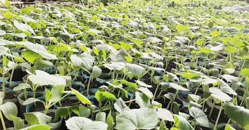 战疫情 抢春耕 不负农时不负春