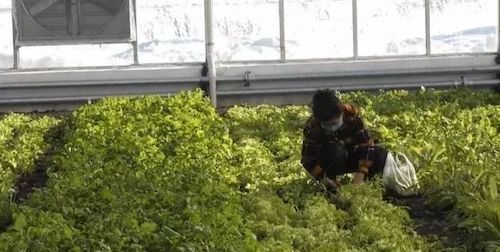 呼玛县&ldquo;购、投、产&rdquo;三举措让百姓吃喝不愁