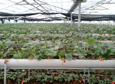 盘锦农业企业开工率96.6%