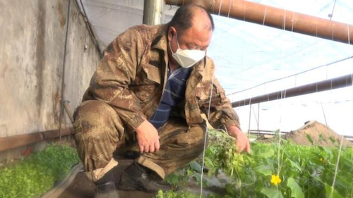 黑龙江嘉荫县：防疫生产两不误 蔬菜棚里生产忙