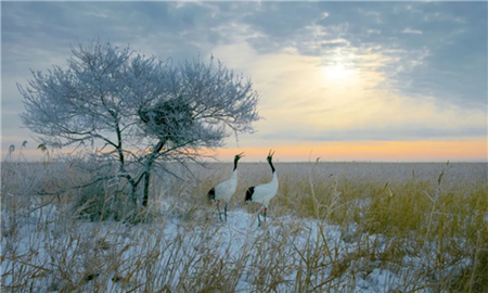 云游黑龙江②丨蓝天鹤翔·湿地飞歌 - 齐齐哈尔