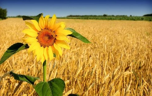 农业农村部:今年夏粮丰收有基础 实现全年粮食目标有信心