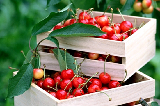 大连海参大连大樱桃中国特色优势区榜上有名