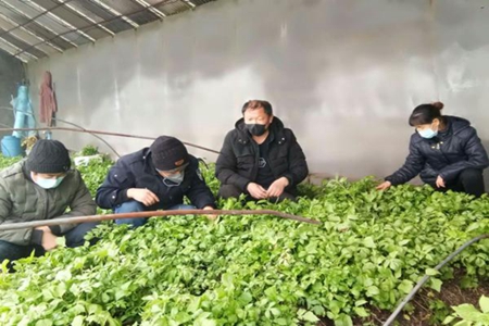 硬核村书记孙安文抓防疫、生产两不误