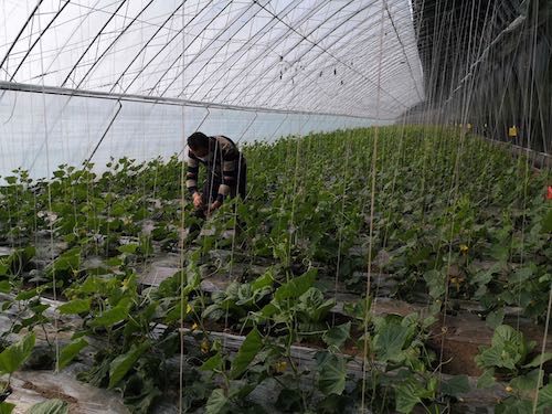 富裕县：抓备耕保农时固脱贫&ldquo;三箭齐发&rdquo;