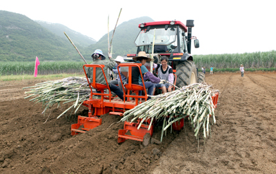光明糖业广西凤糖&ldquo;五措施&rdquo;推动甘蔗发展