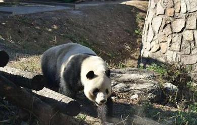 关闭58天后北京动物园今起迎客，动物们啥反应？