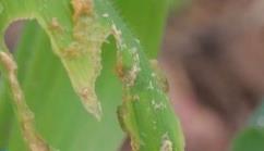 30小时飞行1000公里！这些害虫侵袭多地农作物遭殃