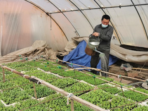 海伦市东风镇勤劳村：精耕细作&ldquo;小菜园&rdquo;大生意增收又致富
