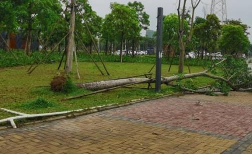 寒潮席卷！中东部断崖式降温 北京最低温触冰点