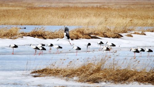 黑龙江鹤岗：东方白鹳开启抢“房”模式