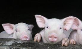 生猪生产形势持续好转 猪肉基础产能恢复效果开始显现