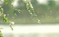 北京今夜阵风6级 杨柳絮进入飞絮期注意防护