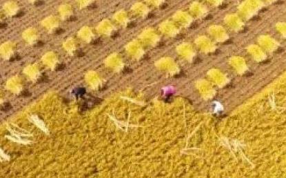 中国粮食货足价稳公众无须抢购囤积