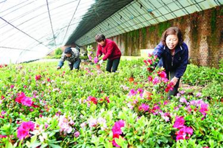 辽宁抚顺补短板强弱项 持续巩固提升脱贫成效