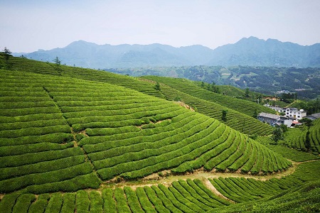锻造襄阳高香茶品牌 蓝溪茶业出口、内销相得益彰