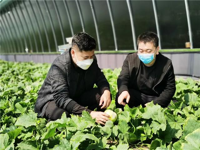 &ldquo;疫&rdquo;不住的春光！宝泉岭地产香瓜上市了