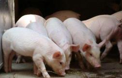 猪肉批发价格连续10周下降 猪周期拐点仍有待观望