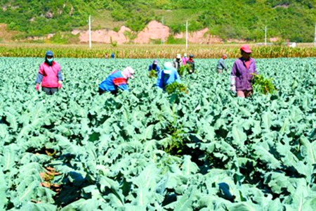庄稼要长好 施肥得施巧 抚顺&ldquo;云&rdquo;上测土 田间&ldquo;减肥&rdquo;