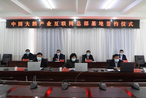 黑龙江绥滨：鹅产业发展由“单兵作战”向“集团作战”的华丽转变