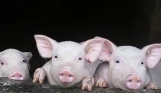 上市猪企4月“成绩单”相继公布 猪价整体呈现下滑