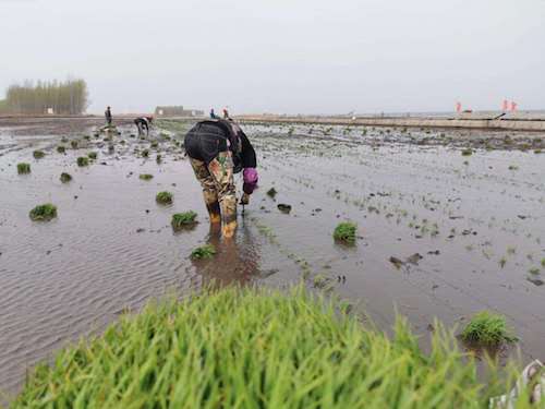 海伦市水田插秧全面展开