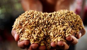 全球粮食安全引发关注——供应总体充足 风险不容小觑