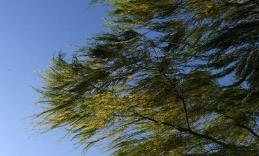 北京今天阵风7级局地有扬沙 后天最高温达30℃