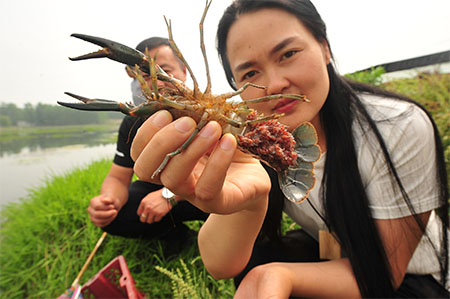宿迁淡水澳龙走进百姓餐桌