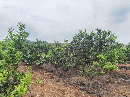 偲林福橙要姓“有机”啦——海南澄迈偲林福橙共享农庄邀请有机产品认证专家现场评审