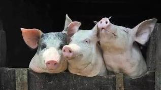 恢复生猪生产成两会农业热点 猪周期拐点要来了吗？