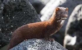 国家畜禽遗传资源目录公布 首次明确家养畜禽种类33种