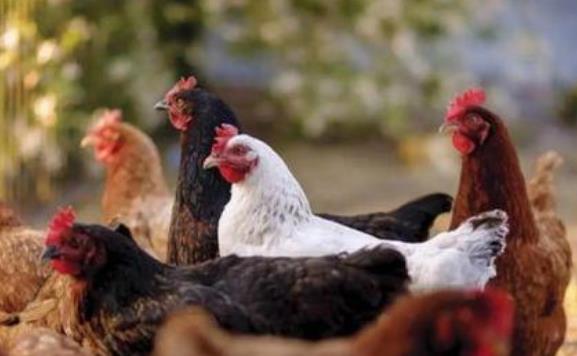 农业农村部首次明确33种家养畜禽 不包含狗