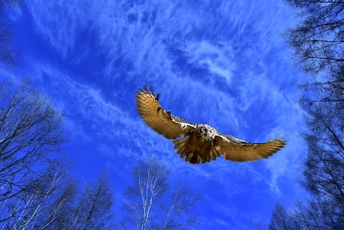 鸟儿来了就不想走的黑龙江