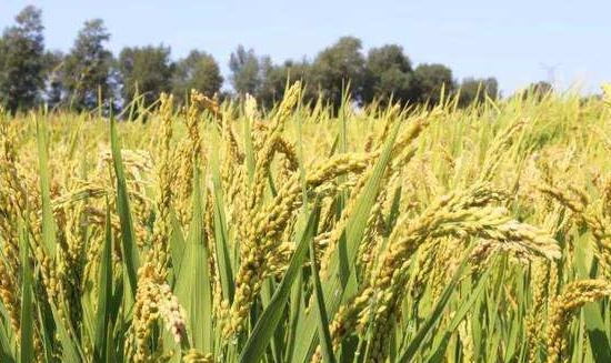 袁隆平：今年全国海水稻推广面积将扩大至10万亩