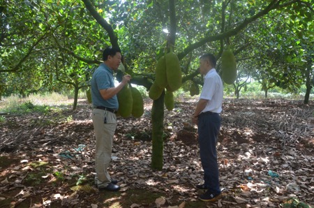 海南定安县人大主任梁源富到南金农场公司调研菠萝蜜产业发展
