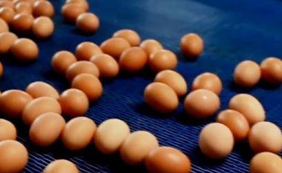 鸡蛋价格降了！6月蛋价还能“蛋”定吗