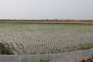 引进袁隆平院士专家团队助推盘锦水稻产业升级
