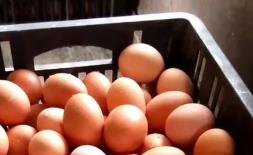 鸡蛋价格降了！6月，蛋价还能蛋定吗？