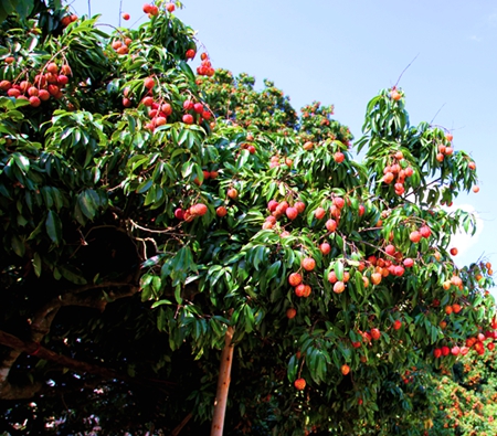 &ldquo;灵山荔枝&rdquo;荣获国家农产品地理标志登记证书