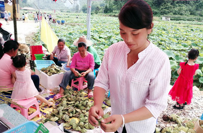 广西金城江：300亩拉旦荷花端午节绽放迎宾