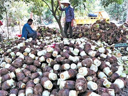 广西北海大力推广种植香芋 促进一二三产业融合