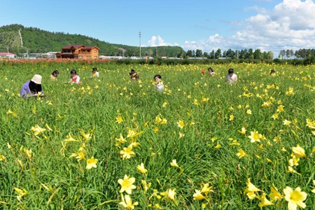 黑龙江呼玛&ldquo;北药花开&rdquo;又多了一个旅游好去处