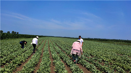 齐齐哈尔市梅里斯区达呼店镇积极利用政策促脱贫