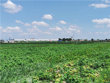 抓好田间管理 齐齐哈尔市梅里斯区推动民族区农业跨越式发展