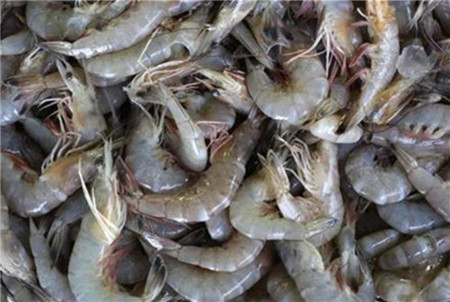 黑龙江省排查厄瓜多尔白虾 核酸检测样本均为阴性