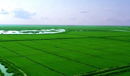 五常粮原谷物“地之金”大米深受消费者青睐