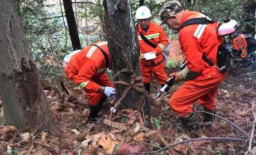 我国将开展松材线虫病防控5年攻坚行动